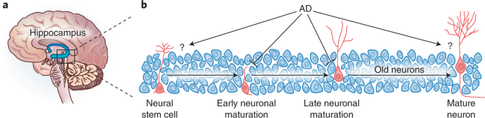 A fresh look at adult neurogenesis | Nature Medicine