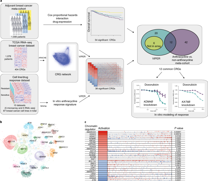 Chromatin regulators anthracycline in breast cancer |
