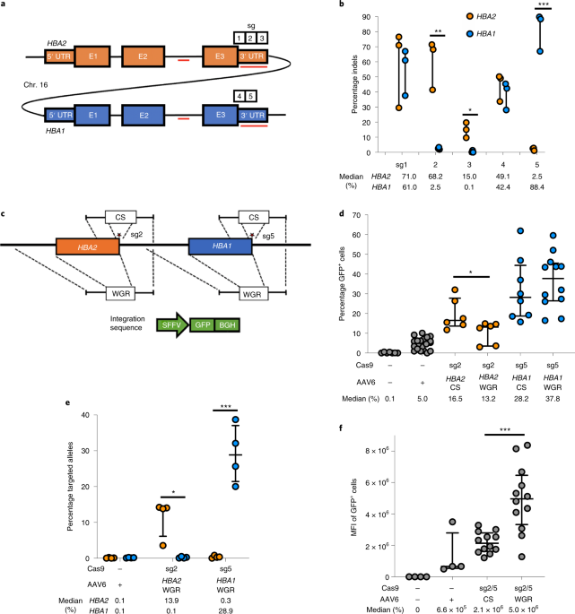 Gene Replacement Of A Globin With B Globin Restores Hemoglobin Balance In B Thalassemia Derived Hematopoietic Stem And Progenitor Cells Nature Medicine