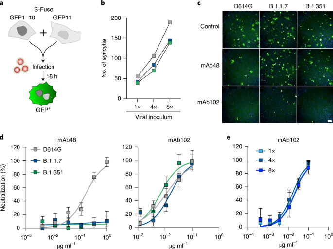 Sensitivity Of Infectious Sars Cov 2 B 1 1 7 And B 1 351 Variants To Neutralizing Antibodies Nature Medicine