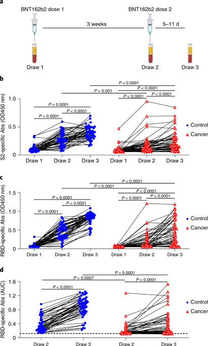 Delayed booster dosing improves human antigen-specific Ig and B