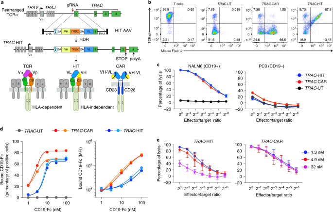 HLA-independent T cell receptors for targeting tumors with low antigen density - Nature Medicine