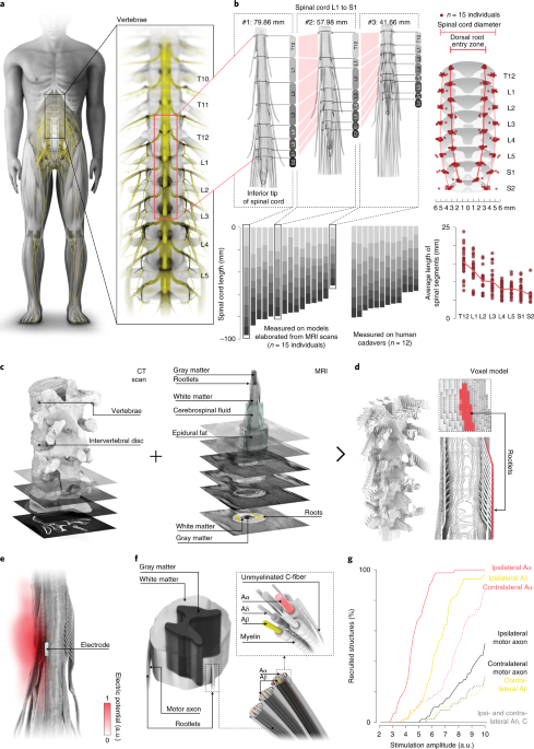 Activity-dependent spinal cord neuromodulation rapidly restores trunk and  leg motor functions after complete paralysis | Nature Medicine