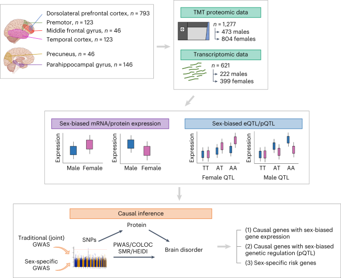 Sex differences in brain protein expression and disease Nature  
