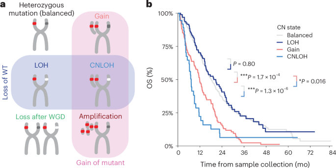 Tous les cancers du pancréas mutés par KRAS ne sont pas égaux – le dosage du mutant est important