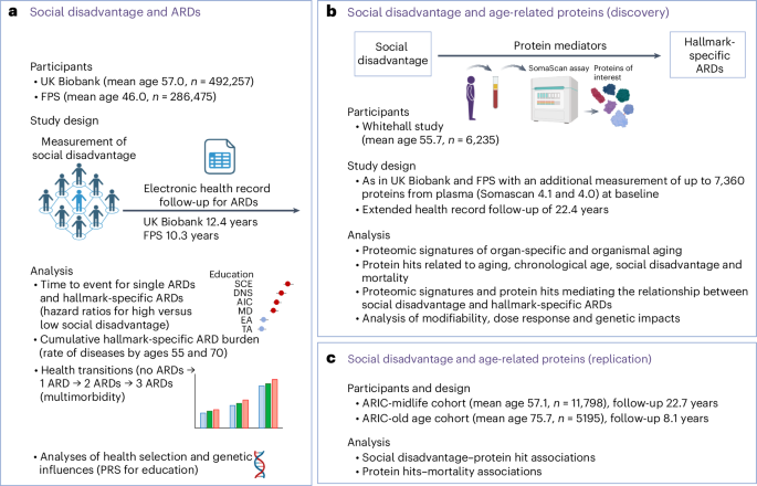 Social disadvantage accelerates aging | Nature Medicine Social disadvantage accelerates aging | Nature Medicine
