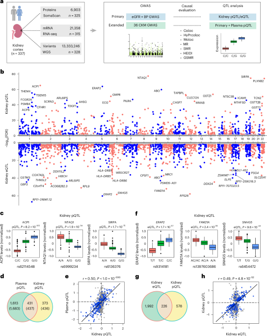 The proteogenomic landscape of the human kidney and implications for cardio-kidney-metabolic health