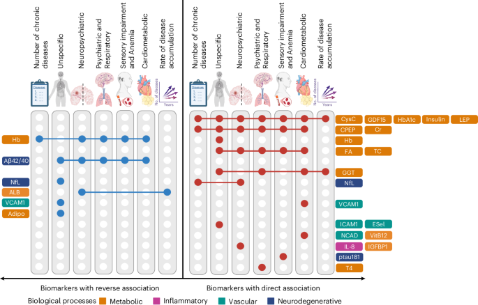 Blood biomarkers reveal pathways associated with multimorbidity