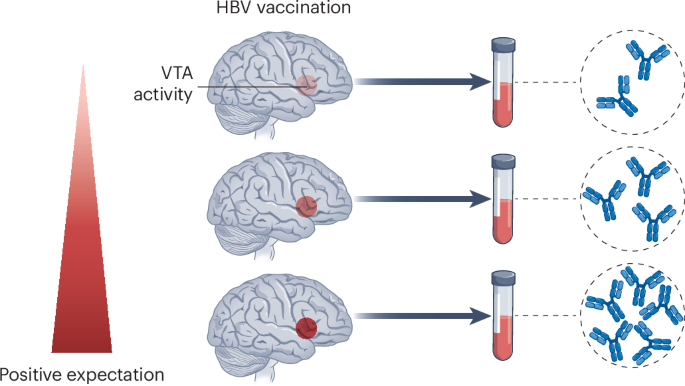 Placebo effect influences vaccine responses - Nature