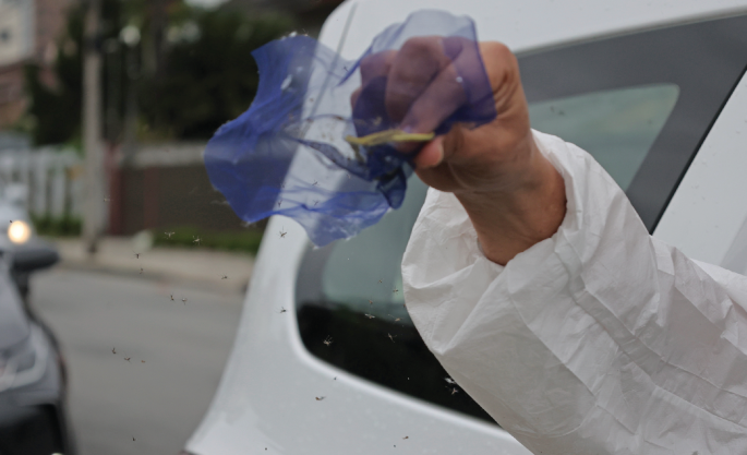 Scaling Brazil’s Modified Mosquito Program to Combat Dengue