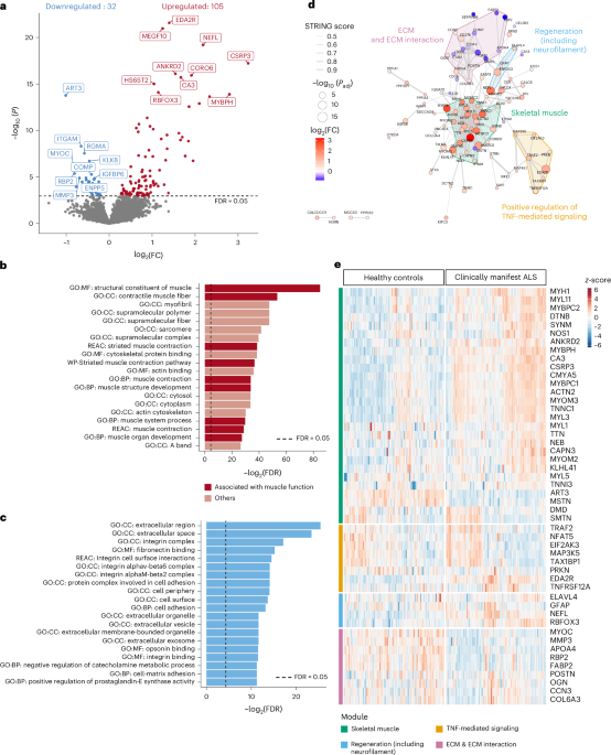 Proteomic Biomarkers Predict ALS Symptom Onset in Genetic Carriers