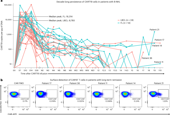 CD19 CAR T Cells Persist for 10 Years in Lymphoma Patients - News Directory 3