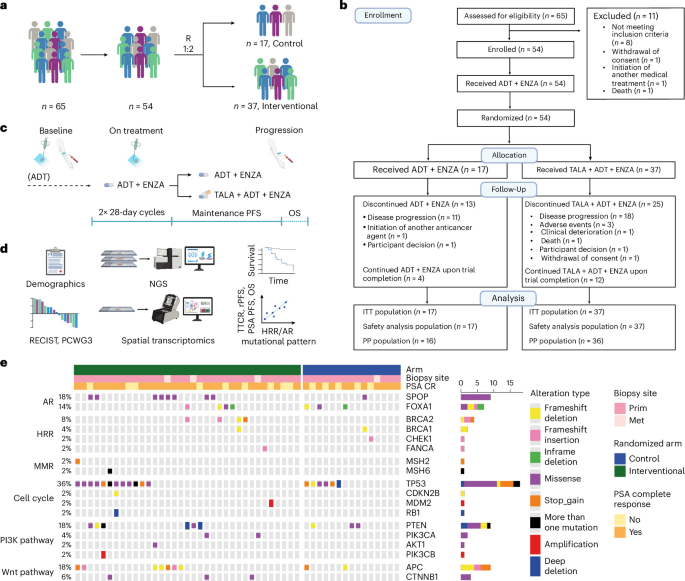 ZZ-FIRST Trial Protocol: Talazoparib, Enzalutamide, and ADT in mHNPC