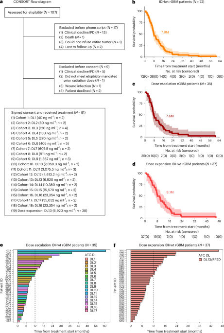EGFR-targeted antibody-toxin conjugates face blood-brain barrier hurdles