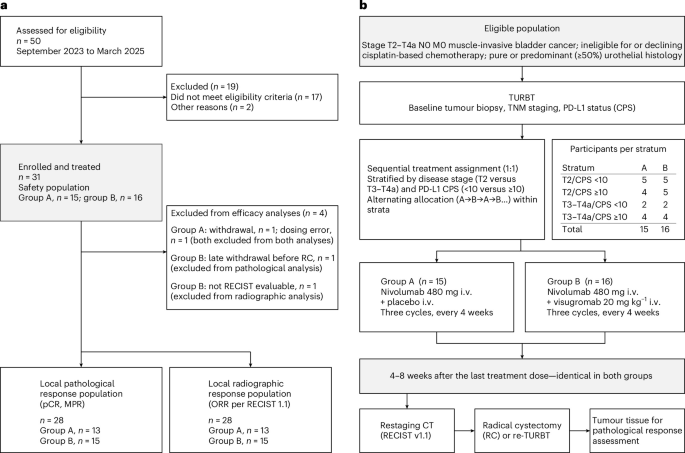 GDFATHER-NEO Trial Design: Neoadjuvant Nivolumab with or without Visugromab in Cisplatin-Ineligible Muscle-Invasive Bladder Cancer