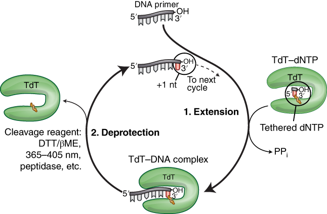 An enzymatic oligonucleotide synthesizer