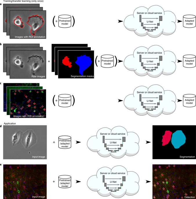 U-Net: deep learning for cell counting, detection, and morphometry