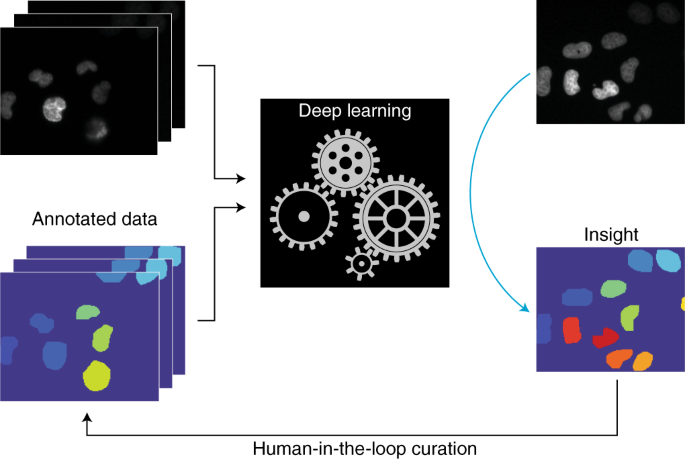 Deep learning for cellular image analysis | Nature Methods