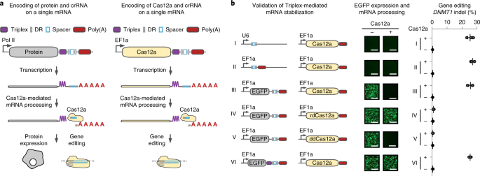 Multiplexed Genome Engineering By Cas12a And Crispr Arrays Encoded On Single Transcripts Nature Methods