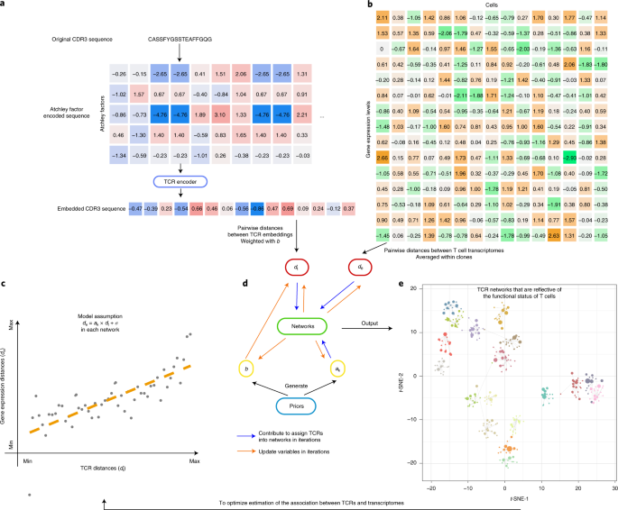 Mapping the functional landscape of t cell receptor repertoires by single-t cell transcriptomics