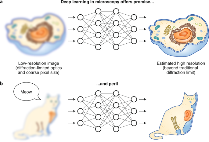 The promise and peril of deep learning in microscopy