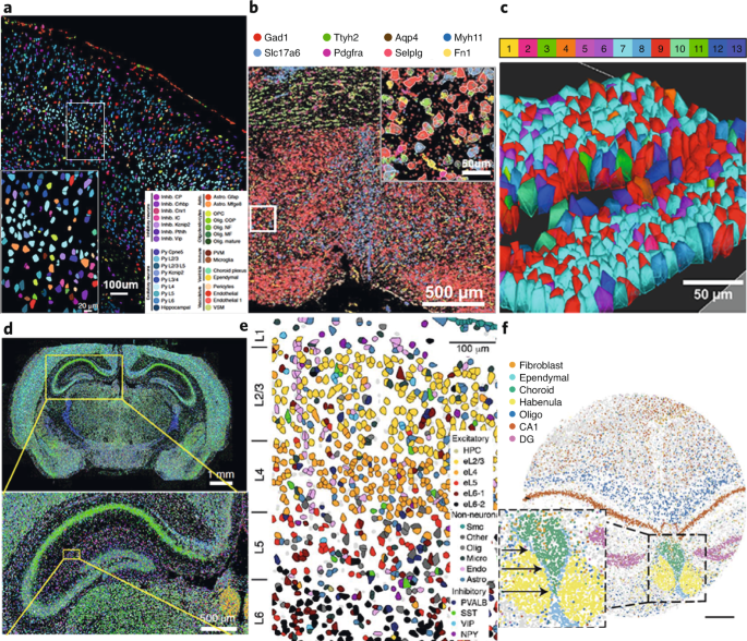 Spatially resolved transcriptomics: advances and applications