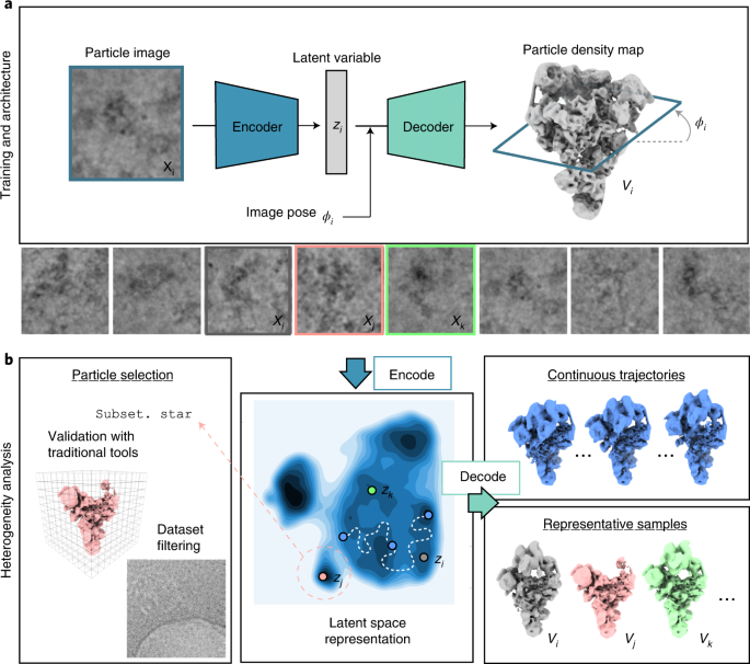 Cryodrgn Reconstruction Of Heterogeneous Cryo Em Structures Using Neural Networks Nature Methods