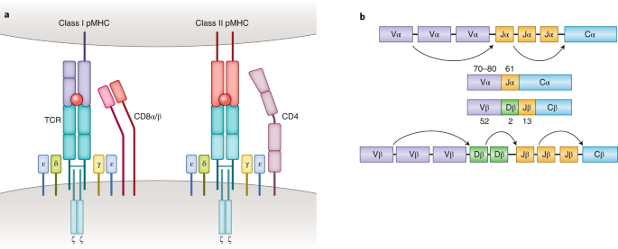T Cell Antigen Discovery Nature Methods T Cell Antigen Discovery Nature Methods