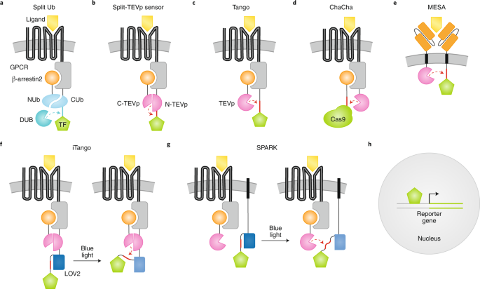 On The Cutting Edge Protease Based Methods For Sensing And Controlling Cell Biology Nature Methods