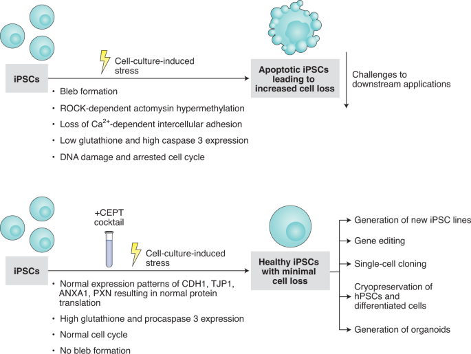 A small-molecule cocktail that beats cellular stress | Nature Methods