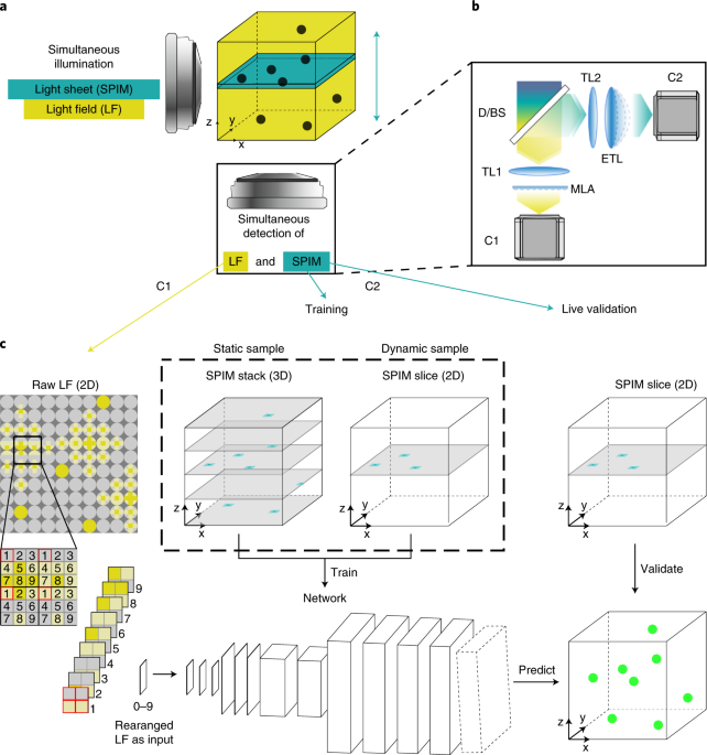 Deep learning-enhanced light-field imaging with continuous validation