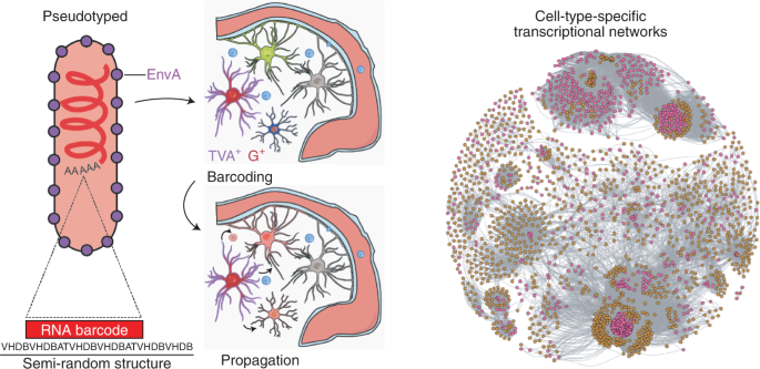 Cell–cell interactions revealed with RABID-seq