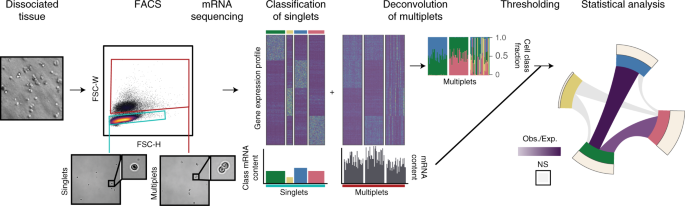 An Unsupervised Method For Physical Cell Interaction Profiling Of Complex Tissues Nature Methods An Unsupervised Method For Physical Cell Interaction Profiling Of Complex Tissues Nature Methods