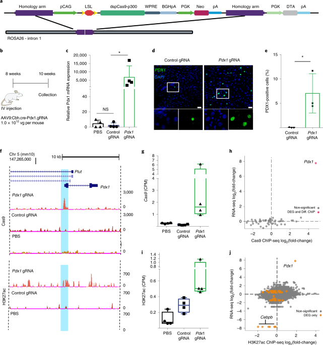 Transgenic Mice For In Vivo Epigenome Editing With Crispr Based Systems Nature Methods