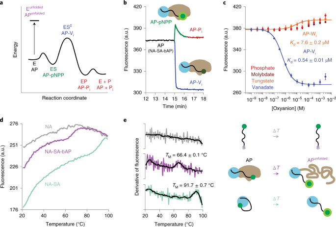 Resolution of ångström-scale protein conformational changes by analyzing  fluorescence anisotropy