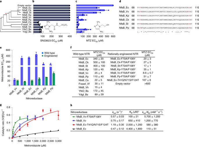 NTR 2.0: a rationally engineered prodrug-converting enzyme with  substantially enhanced efficacy for targeted cell ablation | Nature Methods