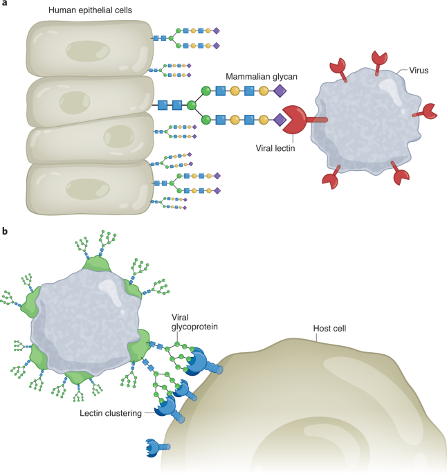 Advances in glycoscience to understand viral infection and colonization |  Nature Methods
