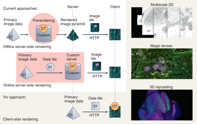 server-side rendering visualization - Viv: multiscale visualization of high-resolution multiplexed ...