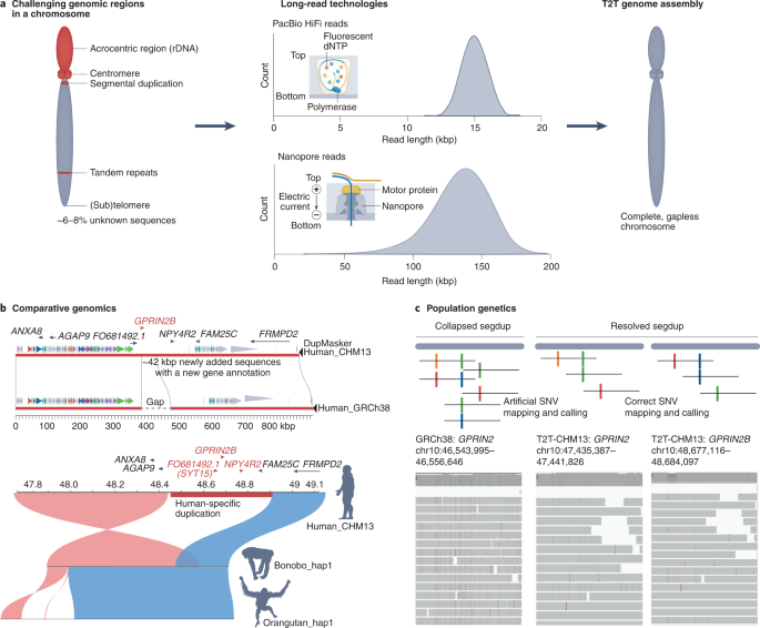 A complete, telomere-to-telomere human genome sequence presents new opportunities for evolutionary genomics