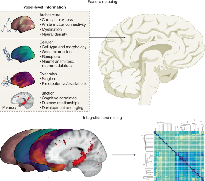 The data science future of neuroscience theory