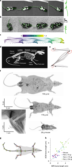 Continuous Whole-Body 3D Kinematic Recordings across the Rodent Behavioral  Repertoire - ScienceDirect