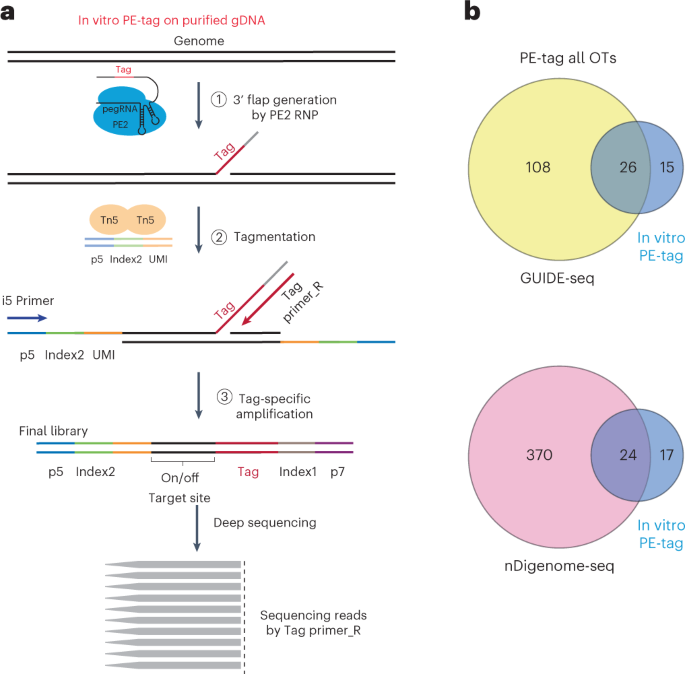 Capturing prime editor off-target sites within the genome