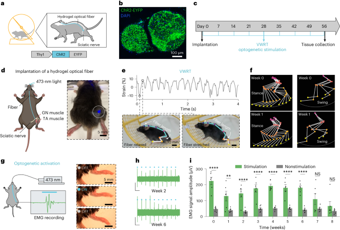 Frontiers  Combined optogenetic and electrical stimulation of the sciatic  nerve for selective control of sensory fibers