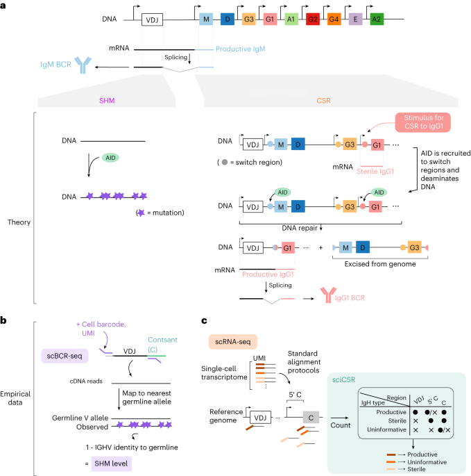 sciCSR infers B cell state transition and predicts class-switch  