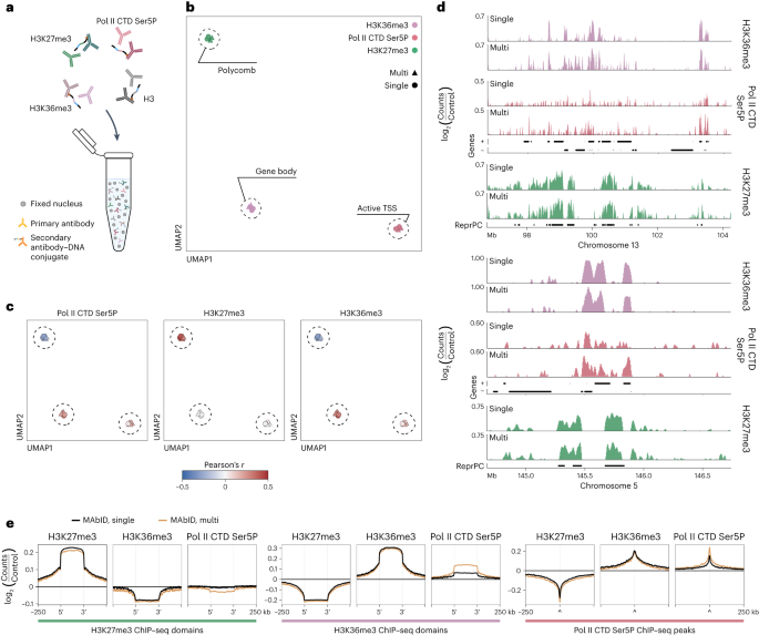 Combinatorial single-cell profiling of major chromatin types with MAbID