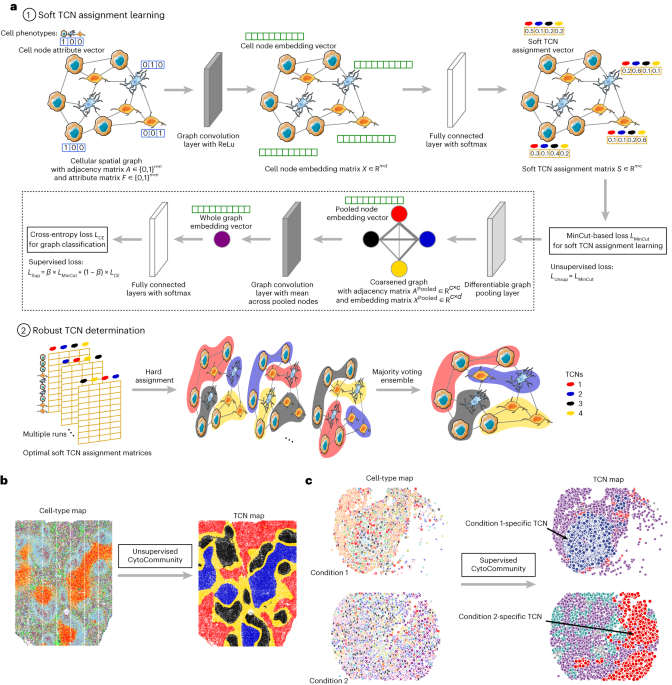 Unsupervised and supervised discovery of tissue cellular 