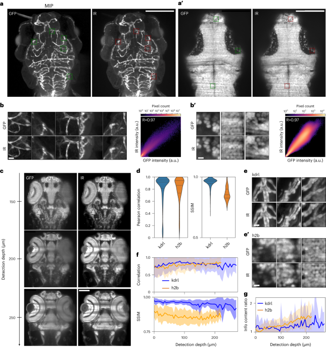 Image restoration of degraded time-lapse microscopy data mediated by  near-infrared imaging