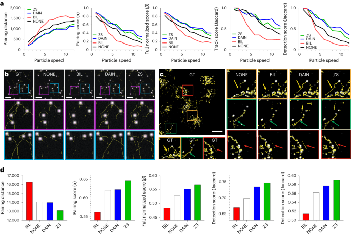 Content-aware frame interpolation (CAFI): deep learning-based temporal  super-resolution for fast bioimaging