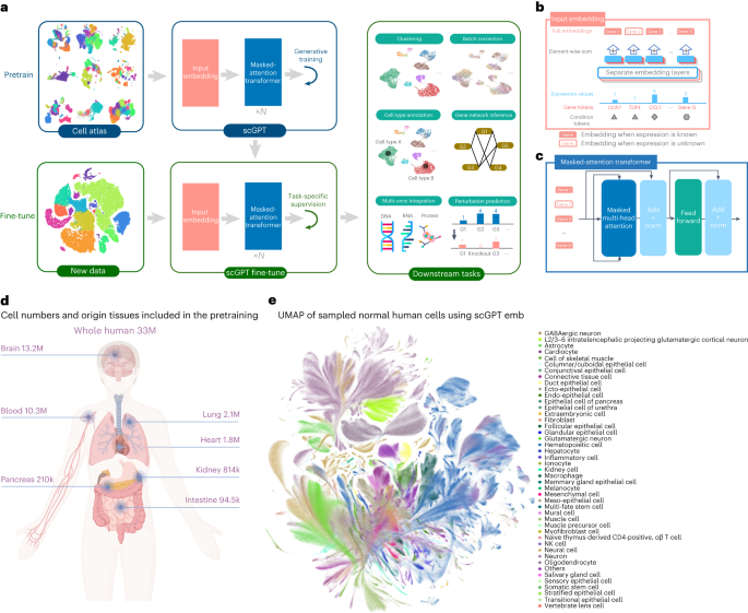scGPT: toward building a foundation model for single-cell multi-omics using  generative AI
