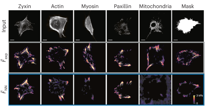 Revolutionizing Biomechanics: Discover the Power of Neural Networks